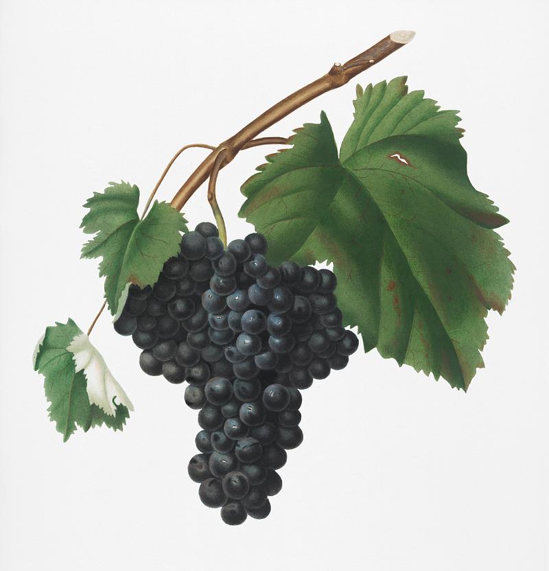Black Canaiolo (Vitis vinifera etrusca) from Pomona Italiana (1817 - 1839) by Giorgio Gallesio (1772-1839). Original from New York public library. Digitally enhanced by rawpixel. Black Canaiolo (Vitis vinifera etrusca) from Pomona Italiana (1817 - 1839) by Giorgio Gallesio (1772-1839). Original from New…