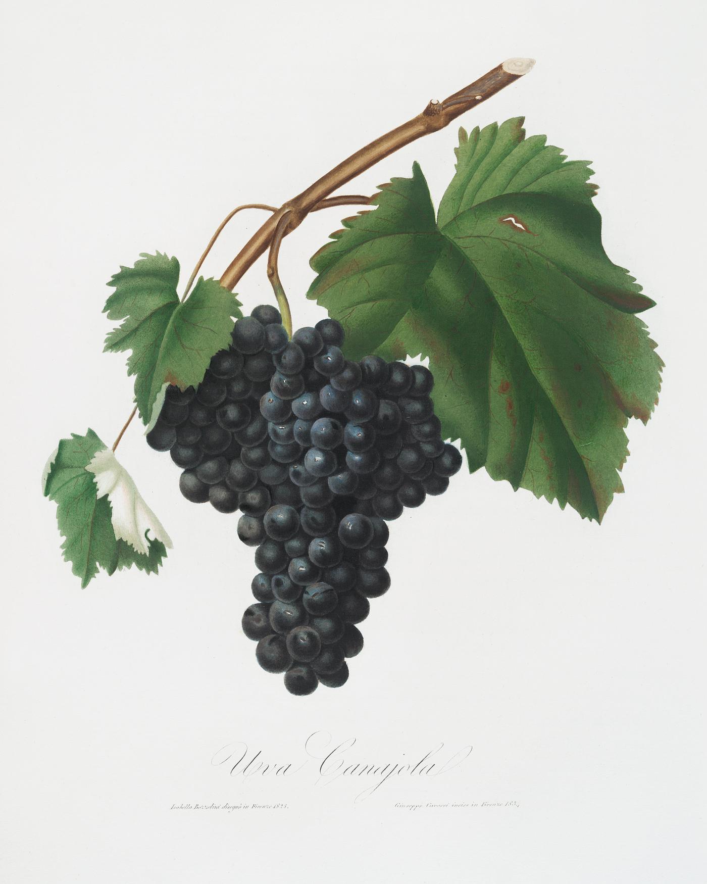 Black Canaiolo (Vitis vinifera etrusca) from Pomona Italiana (1817 - 1839) by Giorgio Gallesio (1772-1839). Original from... Black Canaiolo (Vitis vinifera etrusca) from Pomona Italiana (1817 - 1839) by Giorgio Gallesio (1772-1839). Original from...