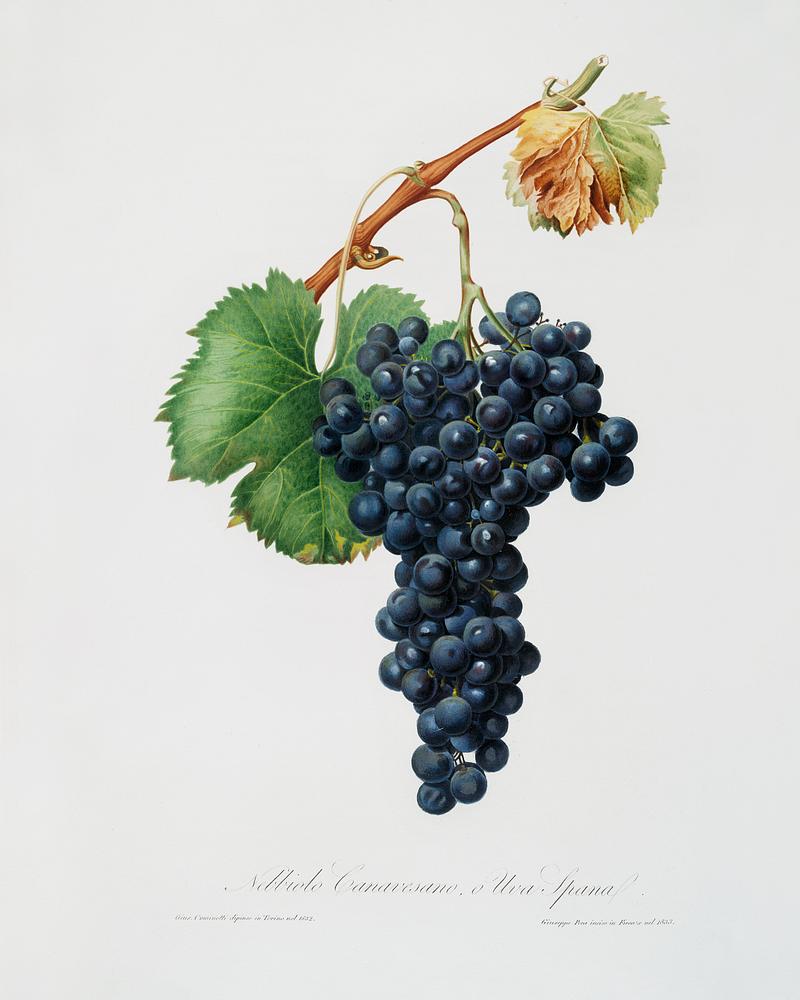 Grape Spanna (Vitis vinifera Pedemontana) from Pomona Italiana (1817 - 1839) by Giorgio Gallesio (1772-1839). Original from The New York Public Library. Digitally enhanced by rawpixel. Grape Spanna (Vitis vinifera Pedemontana) from Pomona Italiana (1817 - 1839) by Giorgio Gallesio (1772-1839). Original from…