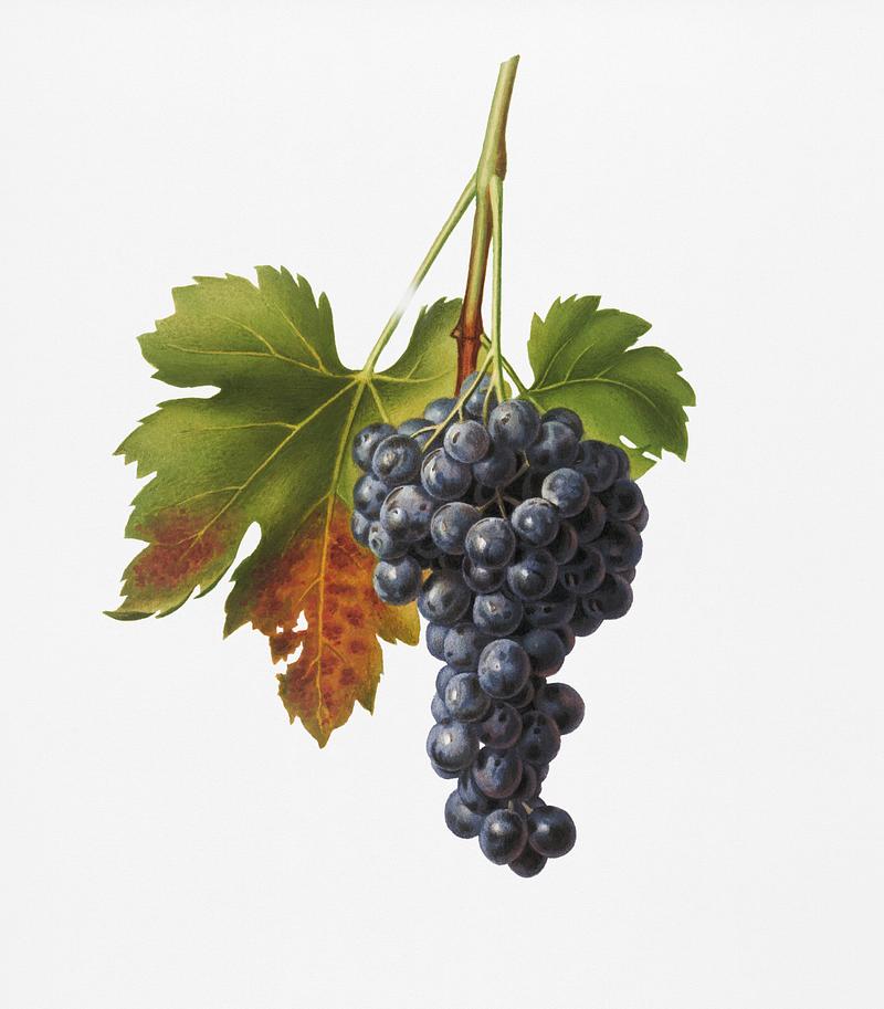 Raisin grape (Vitis vinifera circumpadana) from Pomona Italiana (1817 - 1839) by Giorgio Gallesio (1772-1839). Original from New York public library. Digitally enhanced by rawpixel. Raisin grape (Vitis vinifera circumpadana) from Pomona Italiana (1817 - 1839) by Giorgio Gallesio (1772-1839). Original from…