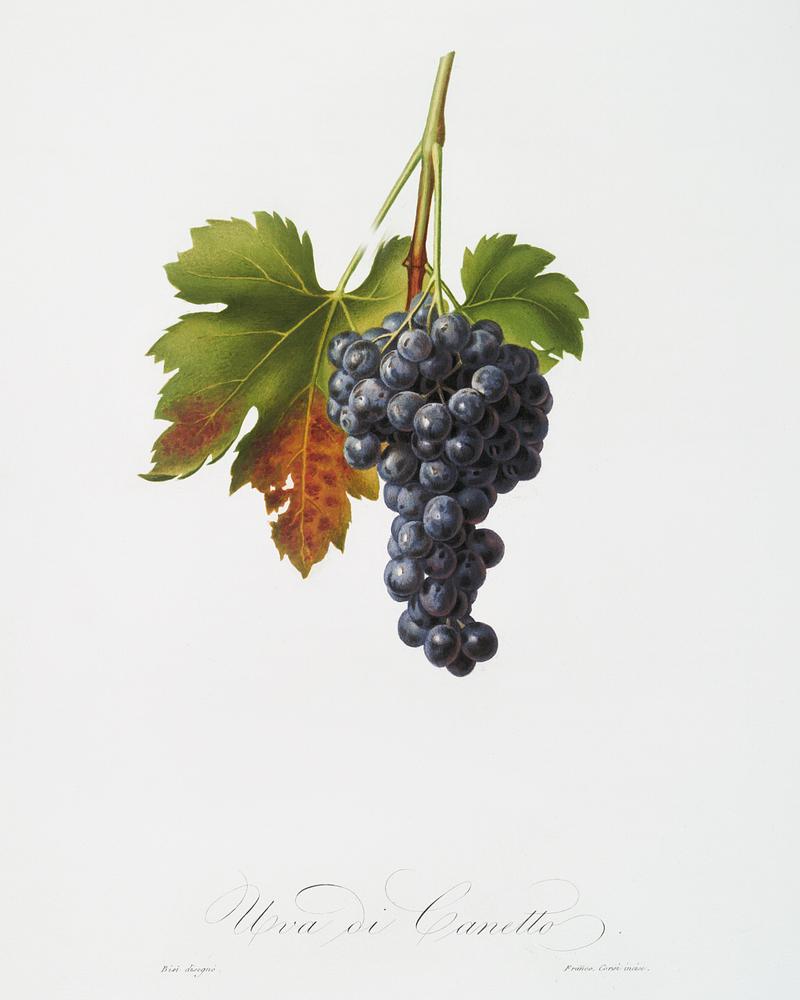 Raisin grape (Vitis vinifera circumpadana) from Pomona Italiana (1817 - 1839) by Giorgio Gallesio (1772-1839). Original from The New York Public Library. Digitally enhanced by rawpixel. Raisin grape (Vitis vinifera circumpadana) from Pomona Italiana (1817 - 1839) by Giorgio Gallesio (1772-1839). Original from…