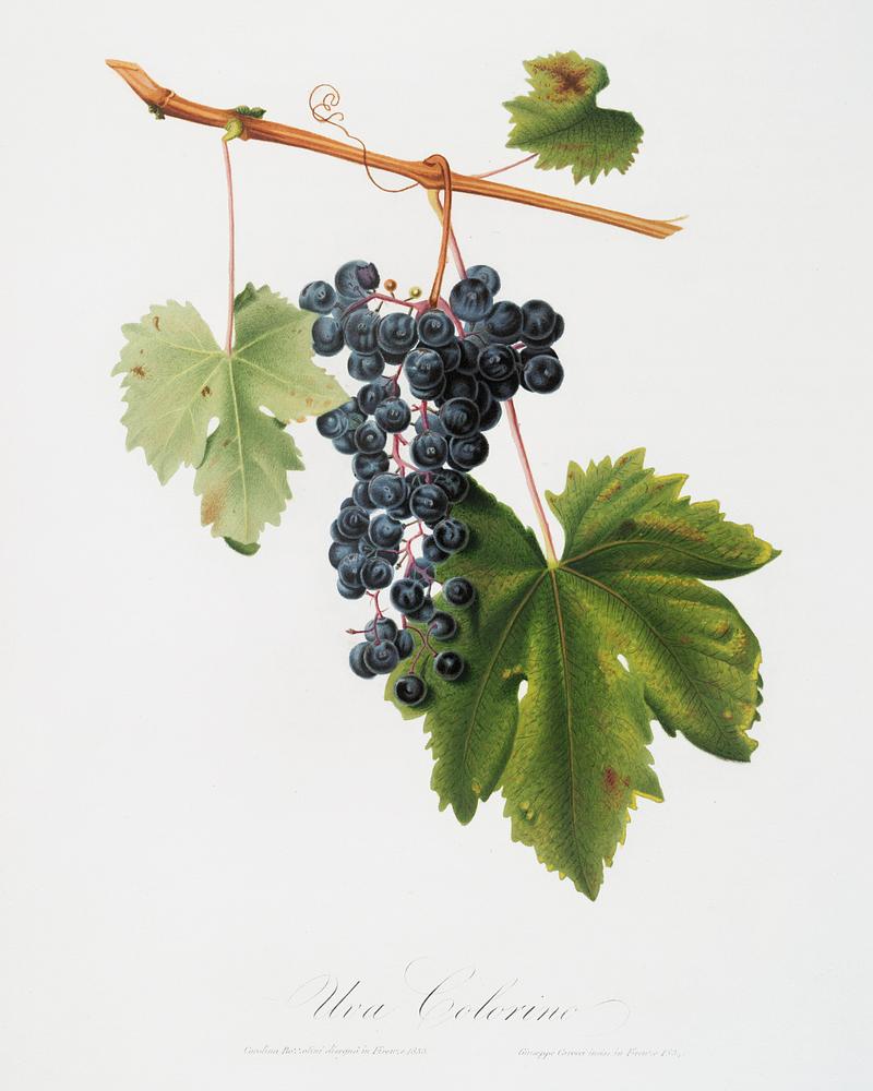 Grape Colorino (Vitis vinifera auxiliaria ) from Pomona Italiana (1817 - 1839) by Giorgio Gallesio (1772-1839). Original from The New York Public Library. Digitally enhanced by rawpixel. Grape Colorino (Vitis vinifera auxiliaria ) from Pomona Italiana (1817 - 1839) by Giorgio Gallesio (1772-1839). Original from…