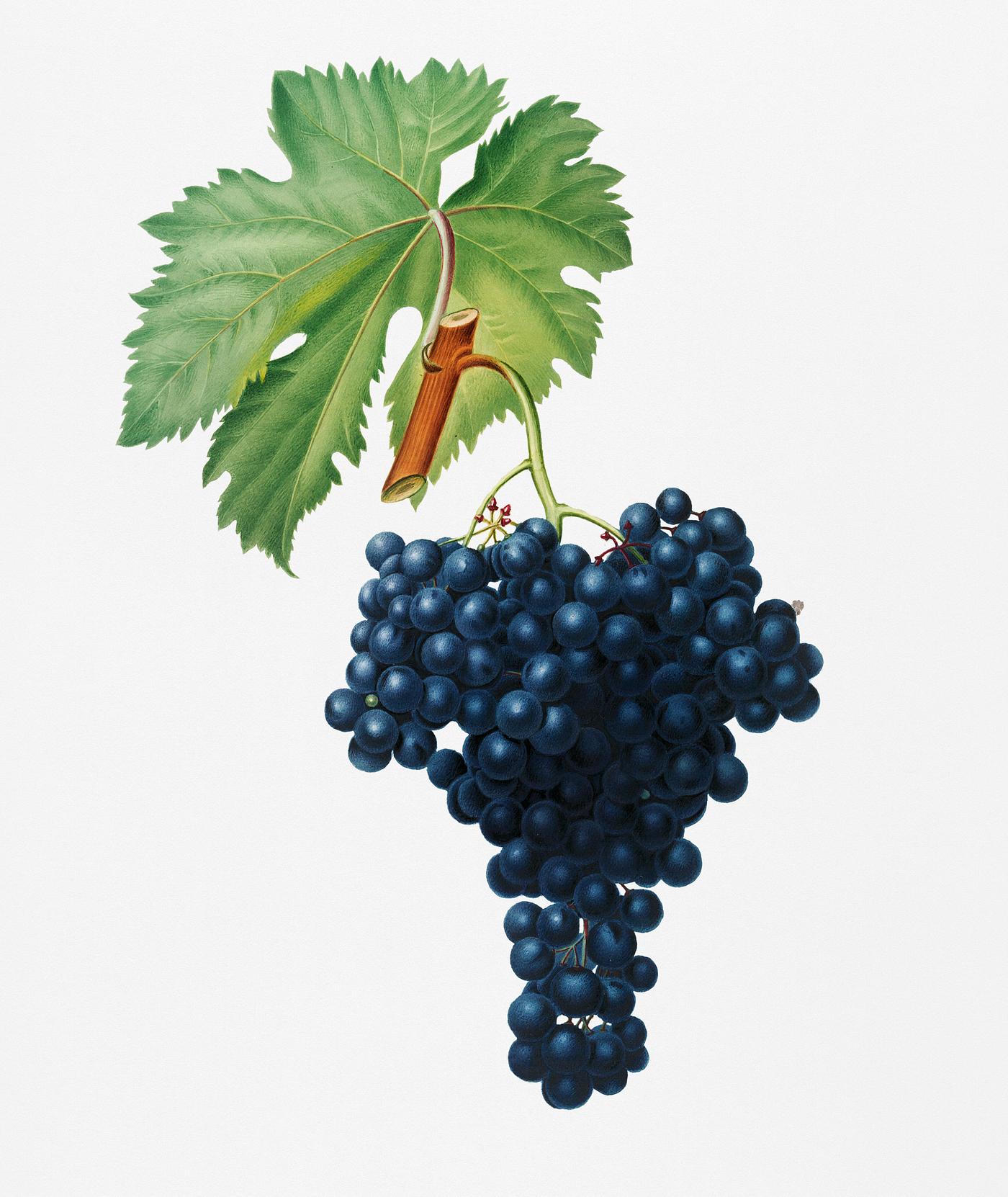 Fuella grapes (Vitis vinifera Bellettensis) from Pomona Italiana (1817 - 1839) by Giorgio Gallesio (1772-1839). Original... Fuella grapes (Vitis vinifera Bellettensis) from Pomona Italiana (1817 - 1839) by Giorgio Gallesio (1772-1839). Original...