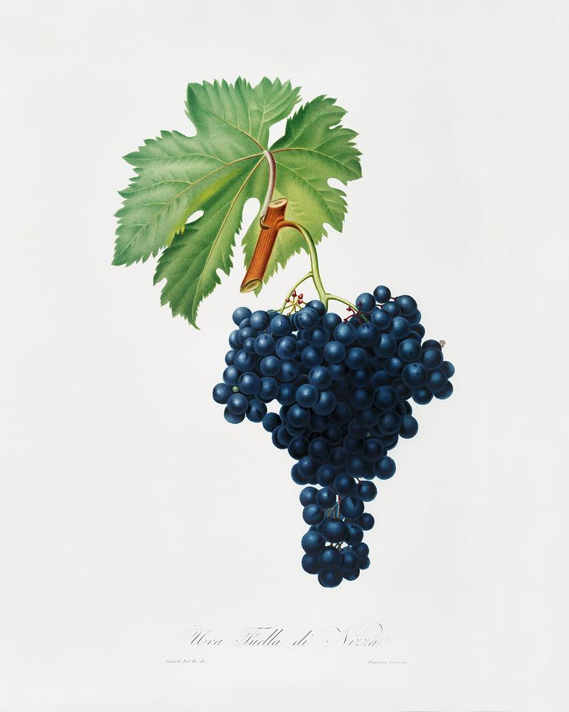 Fuella grapes (Vitis vinifera Bellettensis) from Pomona Italiana (1817 - 1839) by Giorgio Gallesio (1772-1839). Original from The New York Public Library. Digitally enhanced by rawpixel. Fuella grapes (Vitis vinifera Bellettensis) from Pomona Italiana (1817 - 1839) by Giorgio Gallesio (1772-1839). Original from…