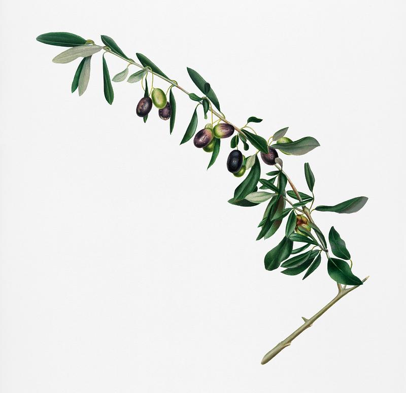 Olives (Olea sativa Italica) from Pomona Italiana (1817 - 1839) by Giorgio Gallesio (1772-1839). Original from New York public library. Digitally enhanced by rawpixel. Olives (Olea sativa Italica) from Pomona Italiana (1817 - 1839) by Giorgio Gallesio (1772-1839). Original from New York…