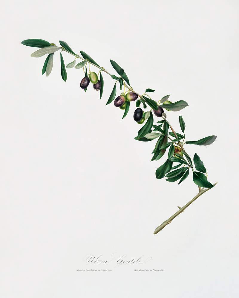 Olives (Olea sativa Italica) from Pomona Italiana (1817 - 1839) by Giorgio Gallesio (1772-1839). Original from The New York Public Library. Digitally enhanced by rawpixel. Olives (Olea sativa Italica) from Pomona Italiana (1817 - 1839) by Giorgio Gallesio (1772-1839). Original from The New York…