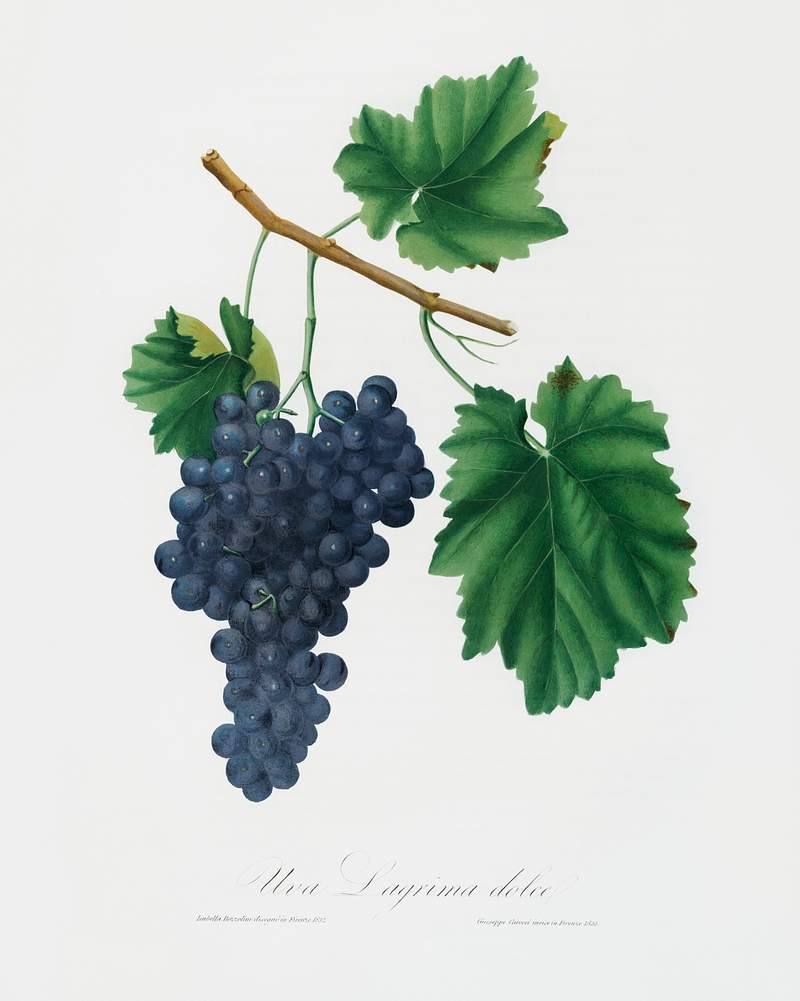 Lacrima grapes (Vitis vinifera Vallisarnensis) from Pomona Italiana (1817 - 1839) by Giorgio Gallesio (1772-1839). Original from The New York Public Library. Digitally enhanced by rawpixel. Lacrima grapes (Vitis vinifera Vallisarnensis) from Pomona Italiana (1817 - 1839) by Giorgio Gallesio (1772-1839). Original…