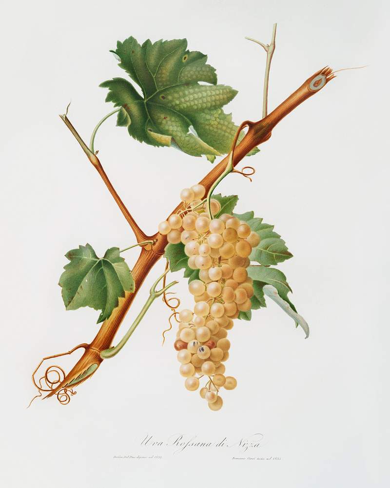 Vermentino grapes (Vitis ligustica feracissima) from Pomona Italiana (1817 - 1839) by Giorgio Gallesio (1772-1839). Original from The New York Public Library. Digitally enhanced by rawpixel. Vermentino grapes (Vitis ligustica feracissima) from Pomona Italiana (1817 - 1839) by Giorgio Gallesio (1772-1839). Original…