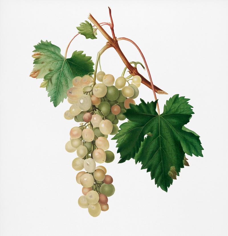 Muscat grape (Vitis vinifera Moscata) from Pomona Italiana (1817 - 1839) by Giorgio Gallesio (1772-1839). Original from New York public library. Digitally enhanced by rawpixel. Muscat grape (Vitis vinifera Moscata) from Pomona Italiana (1817 - 1839) by Giorgio Gallesio (1772-1839). Original from New…