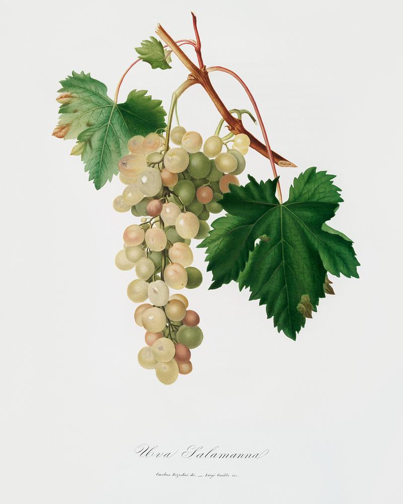 Muscat grape (Vitis vinifera Moscata) from Pomona Italiana (1817 - 1839) by Giorgio Gallesio (1772-1839). Original from The New York Public Library. Digitally enhanced by rawpixel. Muscat grape (Vitis vinifera Moscata) from Pomona Italiana (1817 - 1839) by Giorgio Gallesio (1772-1839). Original from The…