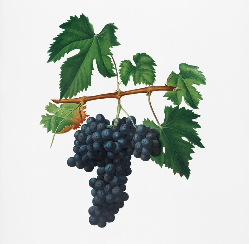 Lacrima grapes (Vitis vinifera Vallisarnensis) from Pomona Italiana (1817 - 1839) by Giorgio Gallesio (1772-1839). Original from New York public library. Digitally enhanced by rawpixel. Lacrima grapes (Vitis vinifera Vallisarnensis) from Pomona Italiana (1817 - 1839) by Giorgio Gallesio (1772-1839). Original…