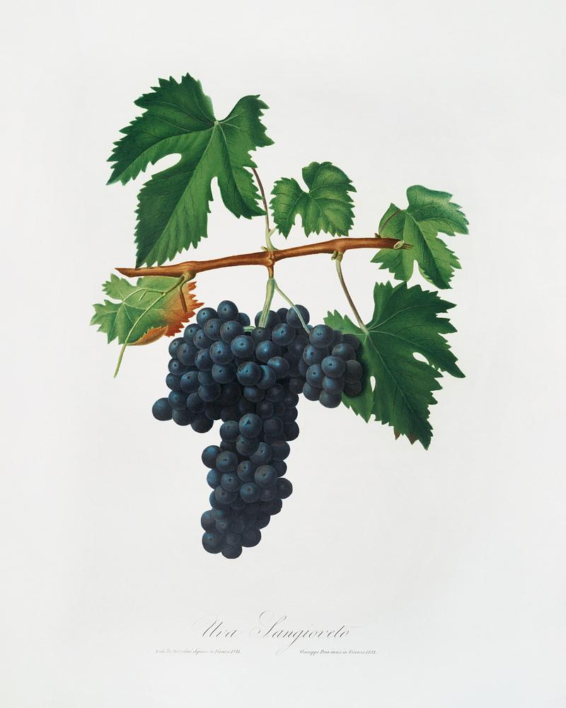 Lacrima grapes (Vitis vinifera Vallisarnensis) from Pomona Italiana (1817 - 1839) by Giorgio Gallesio (1772-1839). Original from The New York Public Library. Digitally enhanced by rawpixel. Lacrima grapes (Vitis vinifera Vallisarnensis) from Pomona Italiana (1817 - 1839) by Giorgio Gallesio (1772-1839). Original…