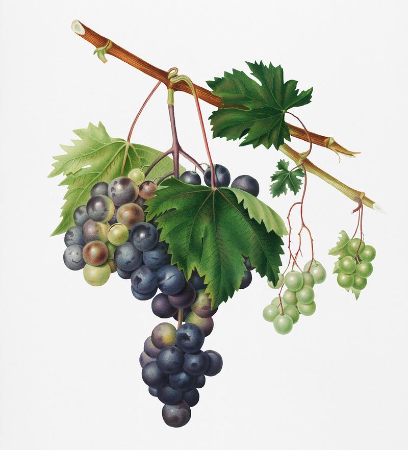 Grape from Ischia (Viti vinifera vegetatione insana) from Pomona Italiana (1817 - 1839) by Giorgio Gallesio (1772-1839). Original from New York public library. Digitally enhanced by rawpixel. Grape from Ischia (Viti vinifera vegetatione insana) from Pomona Italiana (1817 - 1839) by Giorgio Gallesio (1772-1839).…