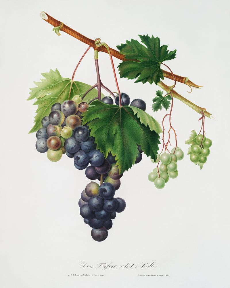 Grape from Ischia (Viti vinifera vegetatione insana) from Pomona Italiana (1817 - 1839) by Giorgio Gallesio (1772-1839). Original from The New York Public Library. Digitally enhanced by rawpixel. Grape from Ischia (Viti vinifera vegetatione insana) from Pomona Italiana (1817 - 1839) by Giorgio Gallesio (1772-1839).…