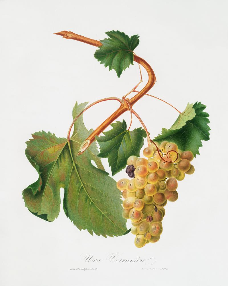 Vermentino grapes (Vitis ligustica feracissima) from Pomona Italiana (1817 - 1839) by Giorgio Gallesio (1772-1839). Original from The New York Public Library. Digitally enhanced by rawpixel. Vermentino grapes (Vitis ligustica feracissima) from Pomona Italiana (1817 - 1839) by Giorgio Gallesio (1772-1839). Original…