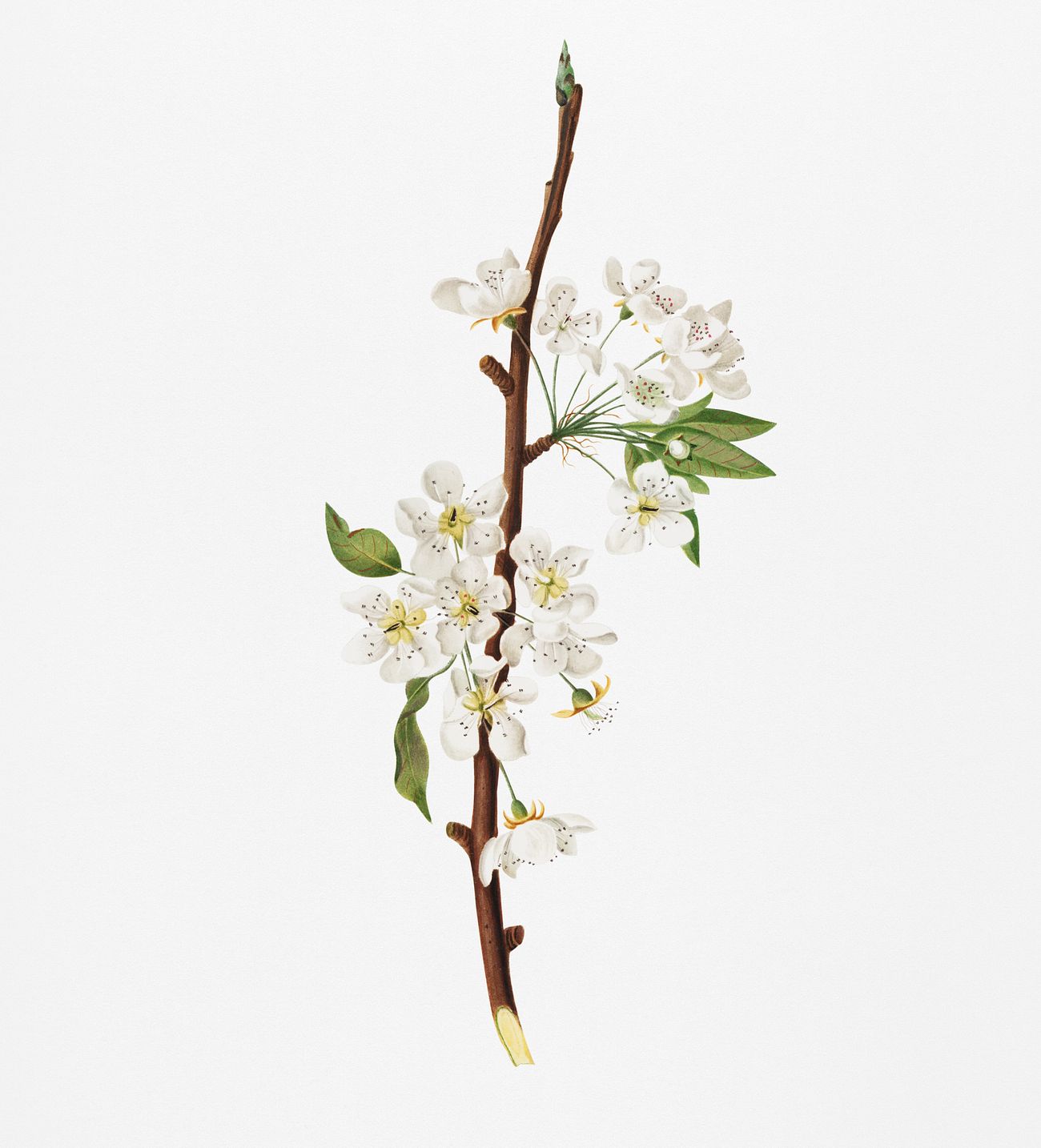 Musky pear flower (Pyrus × bretschneideri) from Pomona Italiana (1817 - 1839) by Giorgio Gallesio (1772-1839).... Musky pear flower (Pyrus × bretschneideri) from Pomona Italiana (1817 - 1839) by Giorgio Gallesio (1772-1839)....