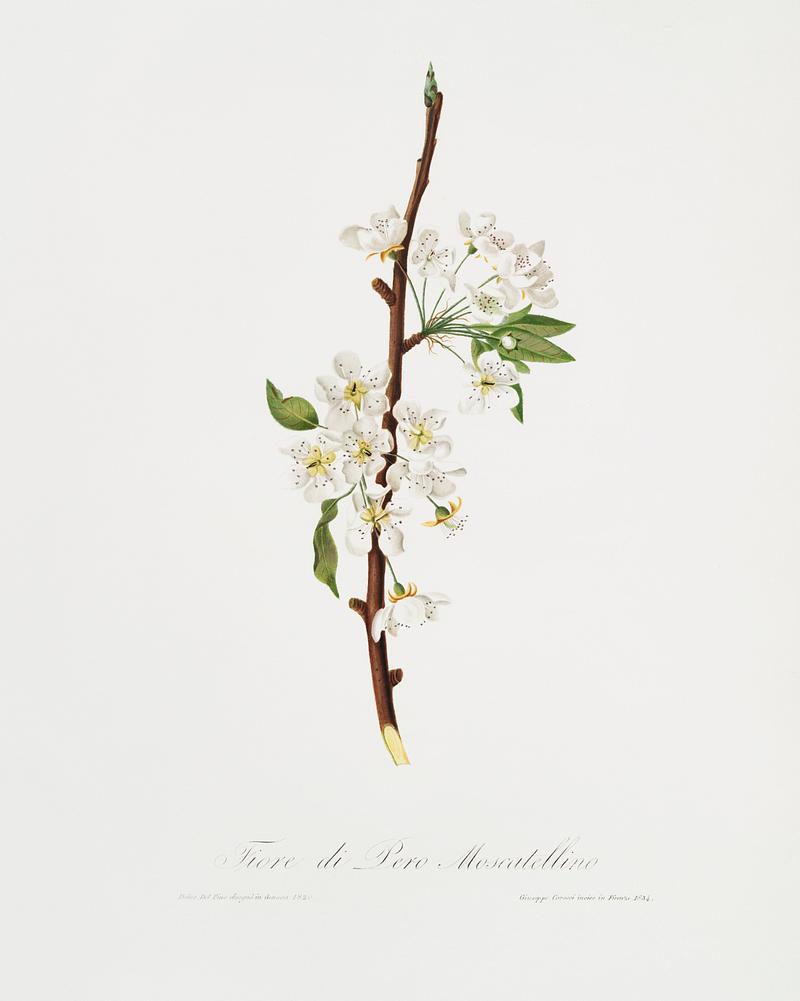 Musky pear flower (Pyrus × bretschneideri) from Pomona Italiana (1817 - 1839) by Giorgio Gallesio (1772-1839). Original from The New York Public Library. Digitally enhanced by rawpixel. Musky pear flower (Pyrus × bretschneideri) from Pomona Italiana (1817 - 1839) by Giorgio Gallesio (1772-1839). Original…