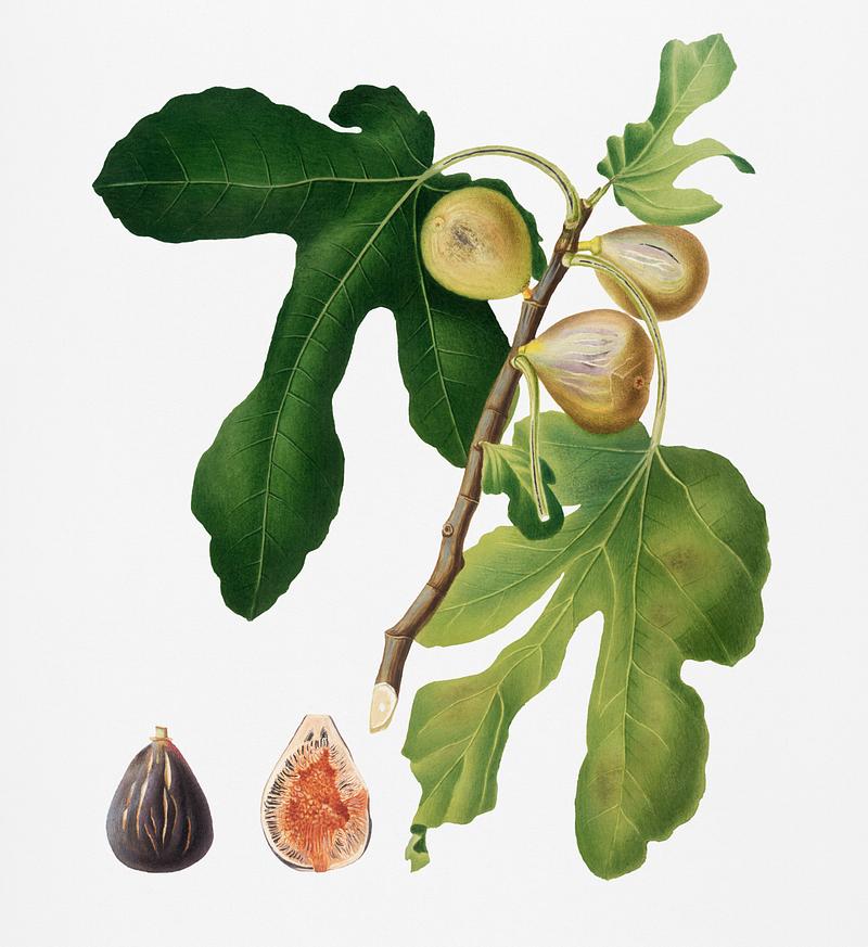 Figs (Ficus carica sativa) from Pomona Italiana (1817 - 1839) by Giorgio Gallesio (1772-1839). Original from New York public library. Digitally enhanced by rawpixel. Figs (Ficus carica sativa) from Pomona Italiana (1817 - 1839) by Giorgio Gallesio (1772-1839). Original from New York public…