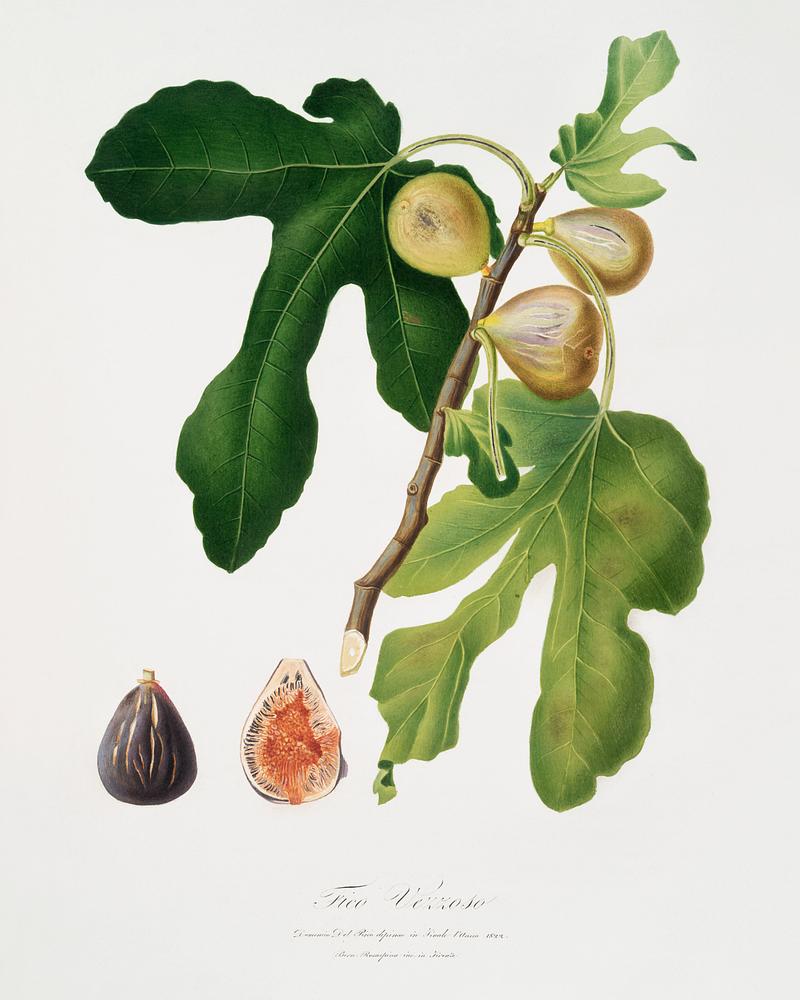 Figs (Ficus carica sativa) from Pomona Italiana (1817 - 1839) by Giorgio Gallesio (1772-1839). Original from The New York Public Library. Digitally enhanced by rawpixel. Figs (Ficus carica sativa) from Pomona Italiana (1817 - 1839) by Giorgio Gallesio (1772-1839). Original from The New York…
