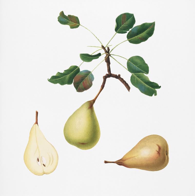 Pear (Pyrus communis) from Pomona Italiana (1817 - 1839) by Giorgio Gallesio (1772-1839). Original from New York public library. Digitally enhanced by rawpixel. Pear (Pyrus communis) from Pomona Italiana (1817 - 1839) by Giorgio Gallesio (1772-1839). Original from New York public…