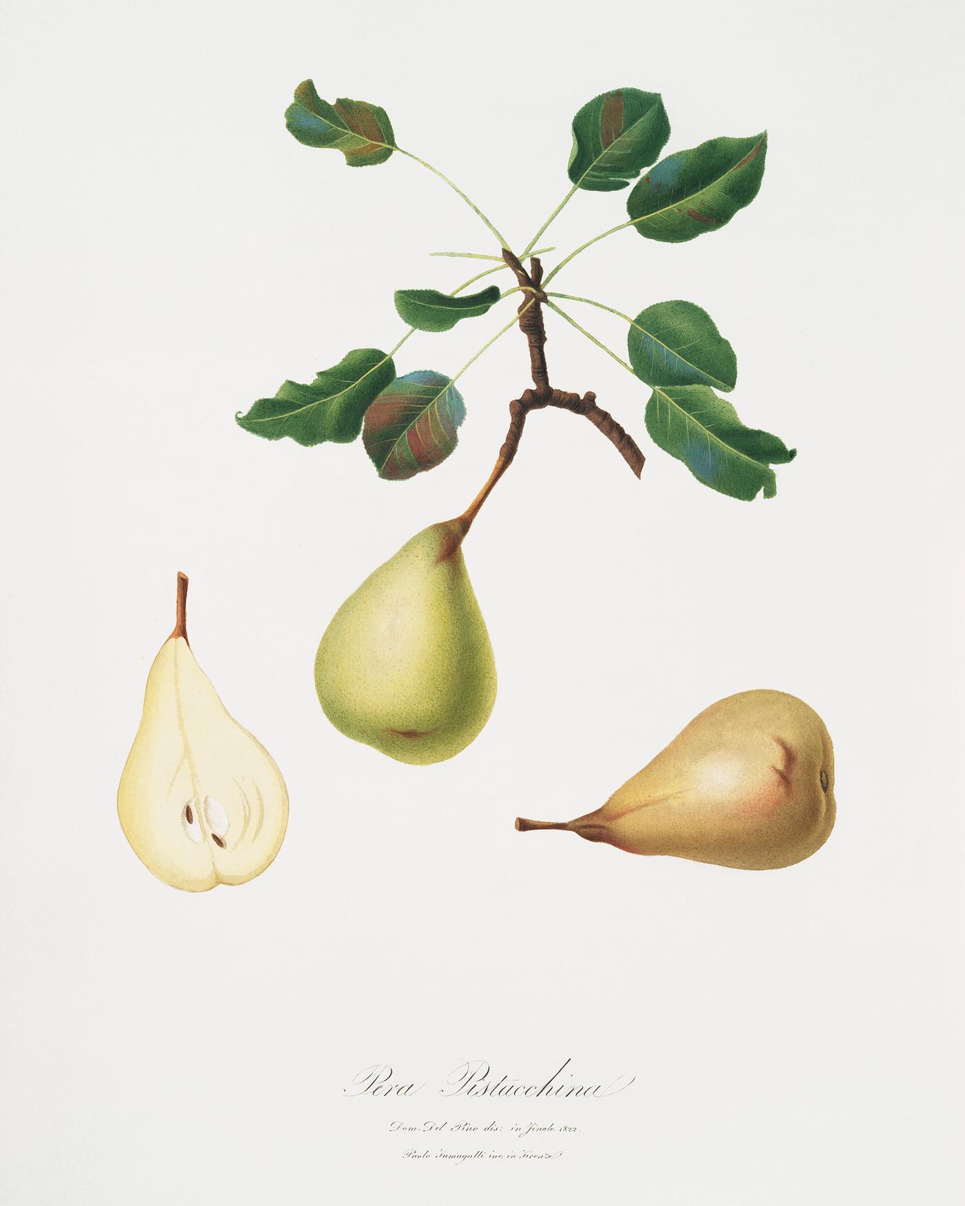 Pear (Pyrus communis) from Pomona Italiana (1817 - 1839) by Giorgio Gallesio (1772-1839). Original from The New York Public... Pear (Pyrus communis) from Pomona Italiana (1817 - 1839) by Giorgio Gallesio (1772-1839). Original from The New York Public...