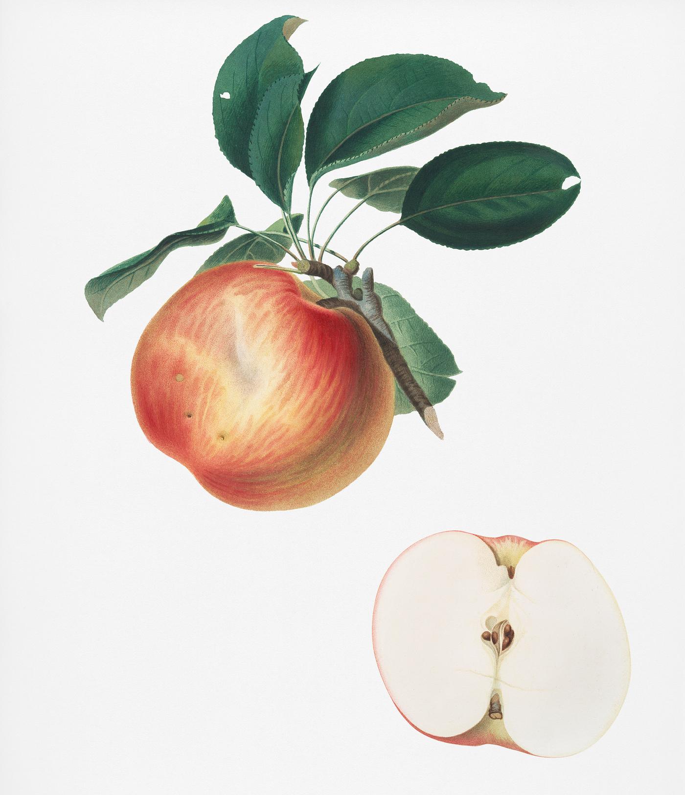 Apple (Malus domestica) from Pomona Italiana (1817 - 1839) by Giorgio Gallesio (1772-1839). Original from New York public... Apple (Malus domestica) from Pomona Italiana (1817 - 1839) by Giorgio Gallesio (1772-1839). Original from New York public...