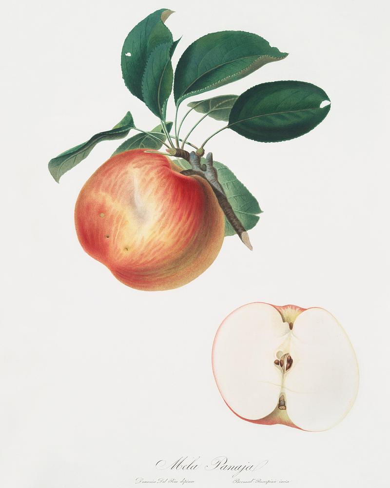 Apple (Malus domestica) from Pomona Italiana (1817 - 1839) by Giorgio Gallesio (1772-1839). Original from The New York Public Library. Digitally enhanced by rawpixel. Apple (Malus domestica) from Pomona Italiana (1817 - 1839) by Giorgio Gallesio (1772-1839). Original from The New York Public…
