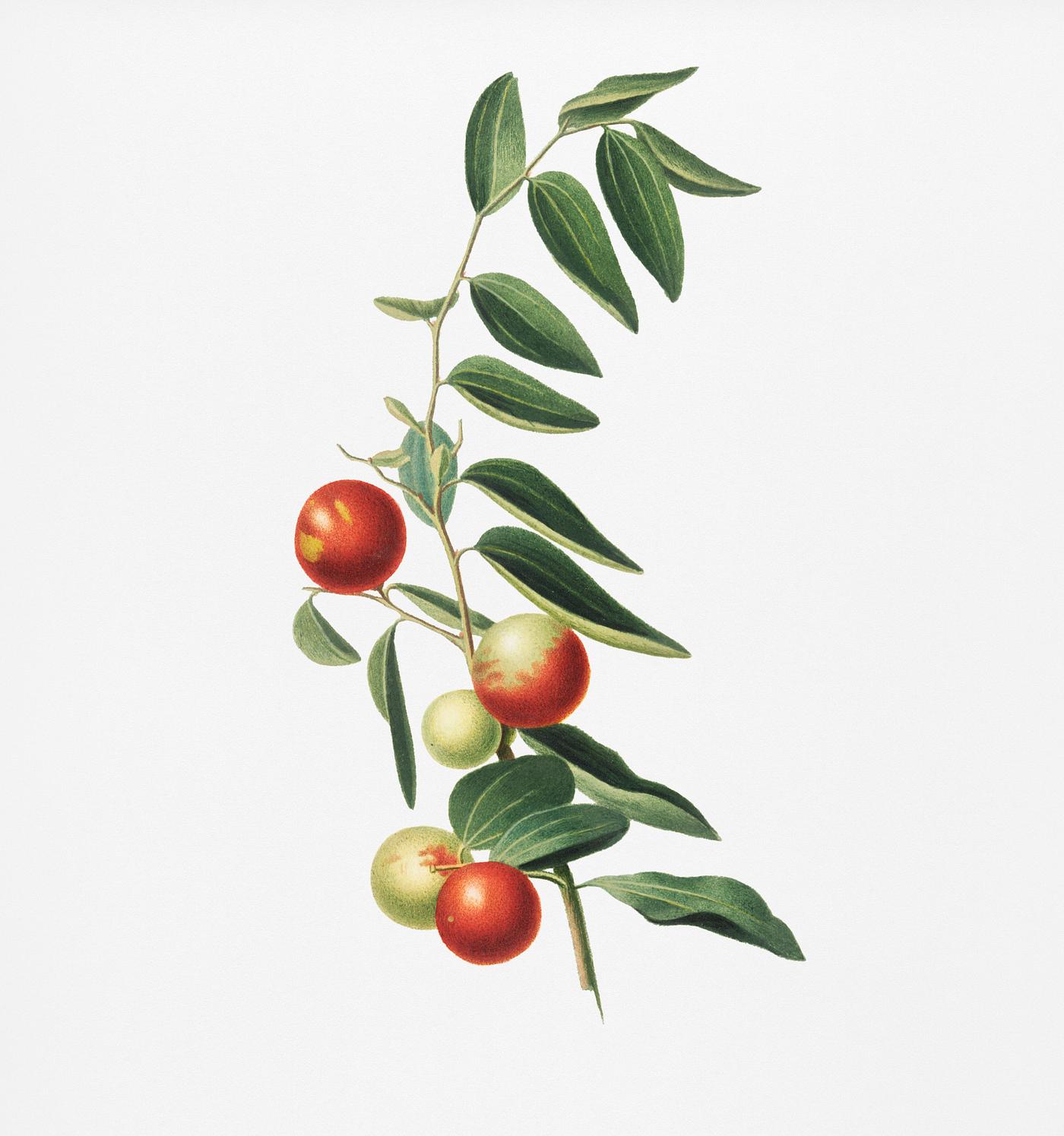 Chinese jujube (Zizphus vulgaris) from Pomona Italiana (1817 - 1839) by Giorgio Gallesio (1772-1839). Original from New York... Chinese jujube (Zizphus vulgaris) from Pomona Italiana (1817 - 1839) by Giorgio Gallesio (1772-1839). Original from New York...