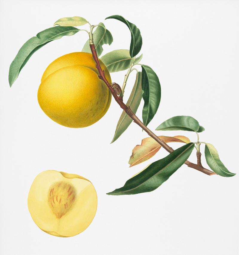 Peach (Prunus persica) from Pomona Italiana (1817 - 1839) by Giorgio Gallesio (1772-1839). Original from New York public library. Digitally enhanced by rawpixel. Peach (Prunus persica) from Pomona Italiana (1817 - 1839) by Giorgio Gallesio (1772-1839). Original from New York public…