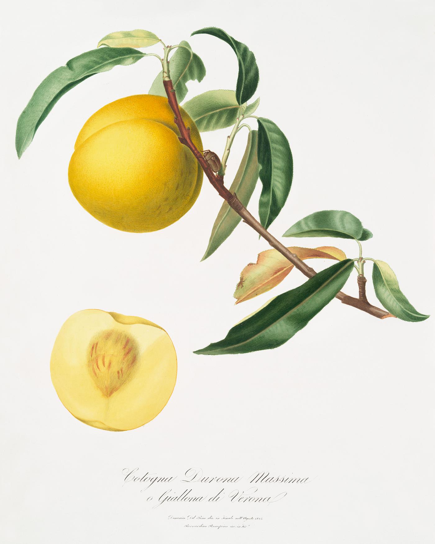 Peach (Prunus persica) from Pomona Italiana (1817 - 1839) by Giorgio Gallesio (1772-1839). Original from The New York Public... Peach (Prunus persica) from Pomona Italiana (1817 - 1839) by Giorgio Gallesio (1772-1839). Original from The New York Public...