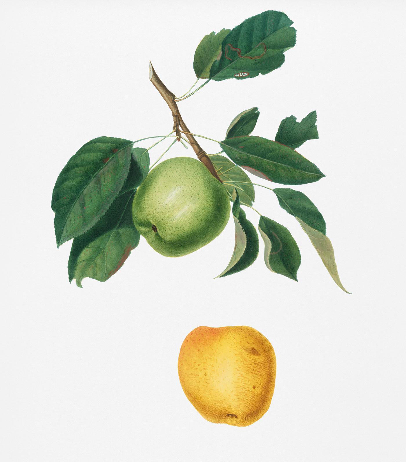 Apple (Malus pumila) from Pomona Italiana (1817 - 1839) by Giorgio Gallesio (1772-1839). Original from New York public... Apple (Malus pumila) from Pomona Italiana (1817 - 1839) by Giorgio Gallesio (1772-1839). Original from New York public...