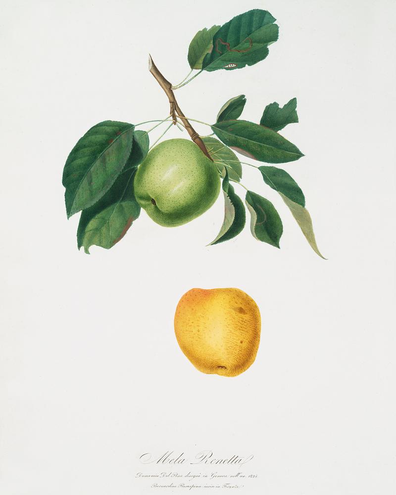 Apple (Malus pumila) from Pomona Italiana (1817 - 1839) by Giorgio Gallesio (1772-1839). Original from The New York Public Library. Digitally enhanced by rawpixel. Apple (Malus pumila) from Pomona Italiana (1817 - 1839) by Giorgio Gallesio (1772-1839). Original from The New York Public…