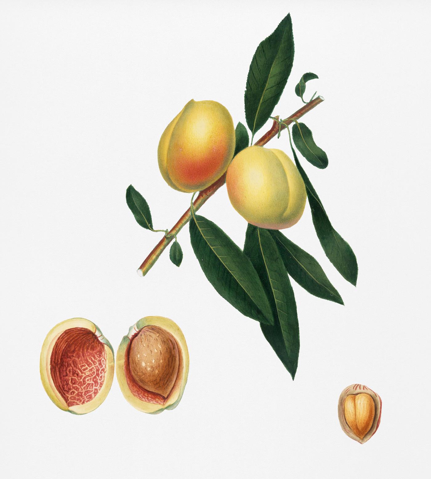 Peach (Persica amygdalus) from Pomona Italiana (1817 - 1839) by Giorgio Gallesio (1772-1839). Original from New York public... Peach (Persica amygdalus) from Pomona Italiana (1817 - 1839) by Giorgio Gallesio (1772-1839). Original from New York public...