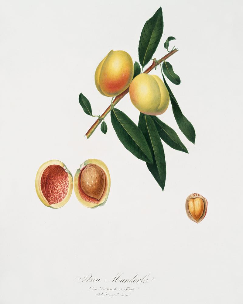 Peach (Persica amygdalus) from Pomona Italiana (1817 - 1839) by Giorgio Gallesio (1772-1839). Original from The New York Public Library. Digitally enhanced by rawpixel. Peach (Persica amygdalus) from Pomona Italiana (1817 - 1839) by Giorgio Gallesio (1772-1839). Original from The New York…