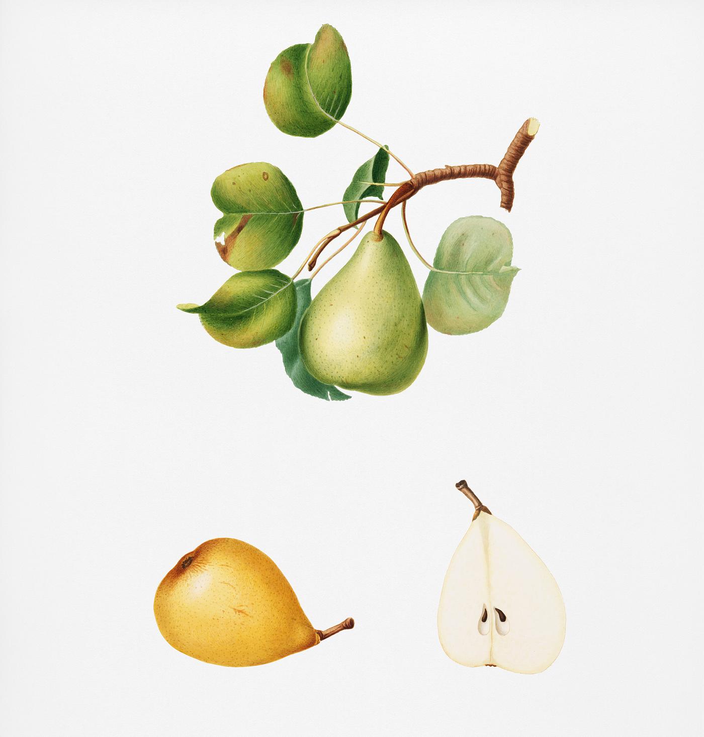 Pear (Pyrus Luisa) from Pomona Italiana (1817 - 1839) by Giorgio Gallesio (1772-1839). Original from New York public library... Pear (Pyrus Luisa) from Pomona Italiana (1817 - 1839) by Giorgio Gallesio (1772-1839). Original from New York public library...