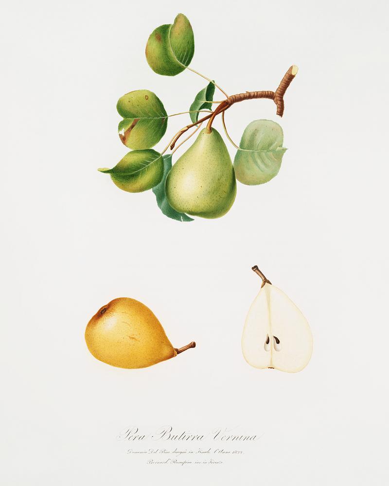 Pear (Pyrus Luisa) from Pomona Italiana (1817 - 1839) by Giorgio Gallesio (1772-1839). Original from The New York Public Library. Digitally enhanced by rawpixel. Pear (Pyrus Luisa) from Pomona Italiana (1817 - 1839) by Giorgio Gallesio (1772-1839). Original from The New York Public…