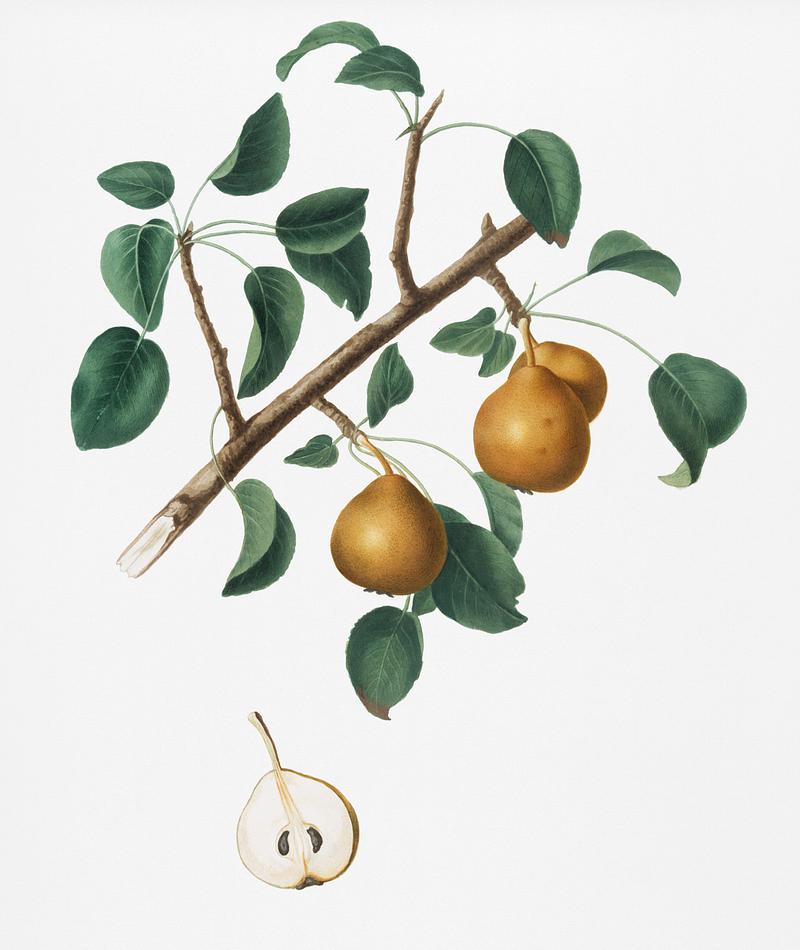Seckel pear (Pyrus × serrulata) from Pomona Italiana (1817 - 1839) by Giorgio Gallesio (1772-1839). Original from New York public library. Digitally enhanced by rawpixel. Seckel pear (Pyrus × serrulata) from Pomona Italiana (1817 - 1839) by Giorgio Gallesio (1772-1839). Original from New…