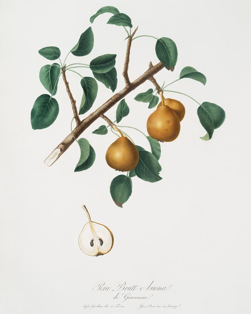 Seckel pear (Pyrus × serrulata) from Pomona Italiana (1817 - 1839) by Giorgio Gallesio (1772-1839). Original from The New York Public Library. Digitally enhanced by rawpixel. Seckel pear (Pyrus × serrulata) from Pomona Italiana (1817 - 1839) by Giorgio Gallesio (1772-1839). Original from The…