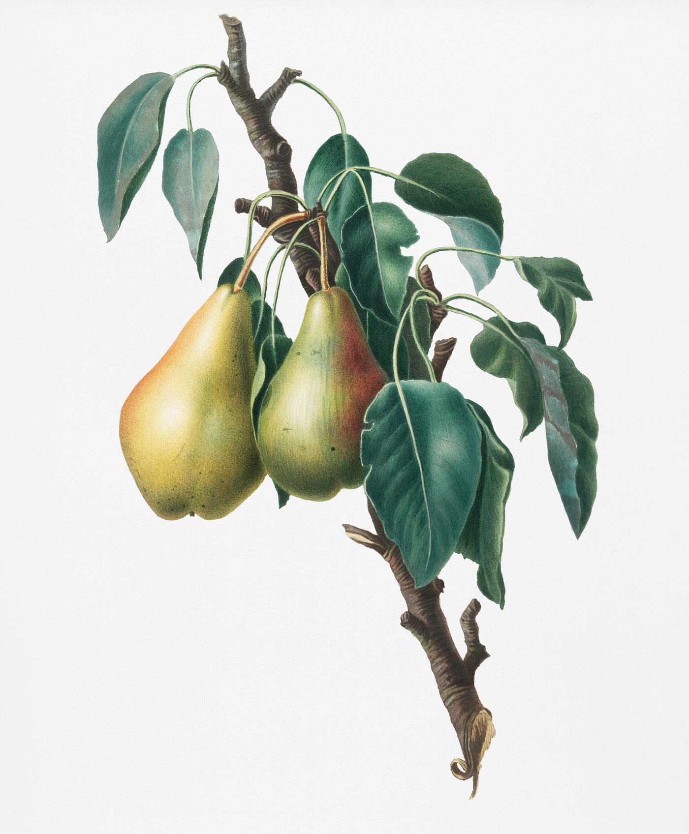 Lemon Pear (Pyrus limonia) from Pomona Italiana (1817 - 1839) by Giorgio Gallesio (1772-1839). Original from New York public... Lemon Pear (Pyrus limonia) from Pomona Italiana (1817 - 1839) by Giorgio Gallesio (1772-1839). Original from New York public...