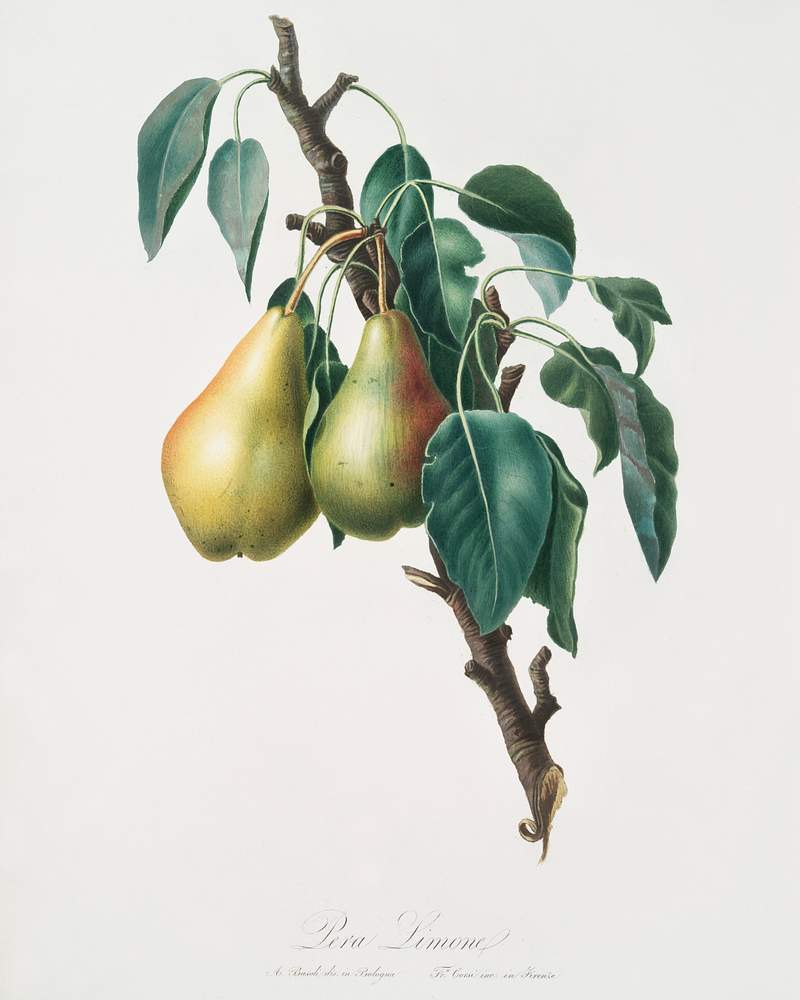 Lemon Pear (Pyrus limonia) from Pomona Italiana (1817 - 1839) by Giorgio Gallesio (1772-1839). Original from The New York Public Library. Digitally enhanced by rawpixel. Lemon Pear (Pyrus limonia) from Pomona Italiana (1817 - 1839) by Giorgio Gallesio (1772-1839). Original from The New York…