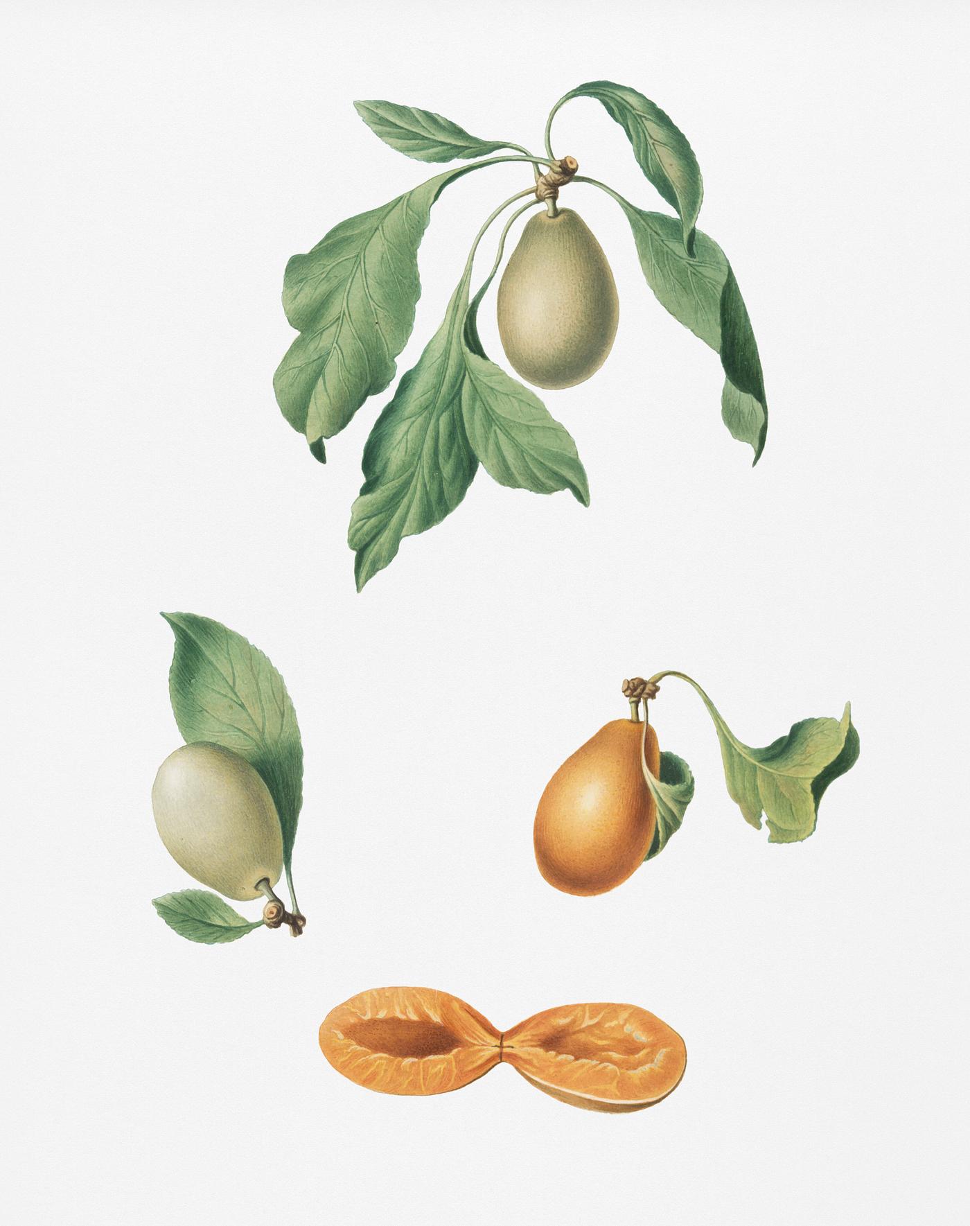 Prune (Prunus hyemalis) from Pomona Italiana (1817 - 1839) by Giorgio Gallesio (1772-1839). Original from New York public... Prune (Prunus hyemalis) from Pomona Italiana (1817 - 1839) by Giorgio Gallesio (1772-1839). Original from New York public...