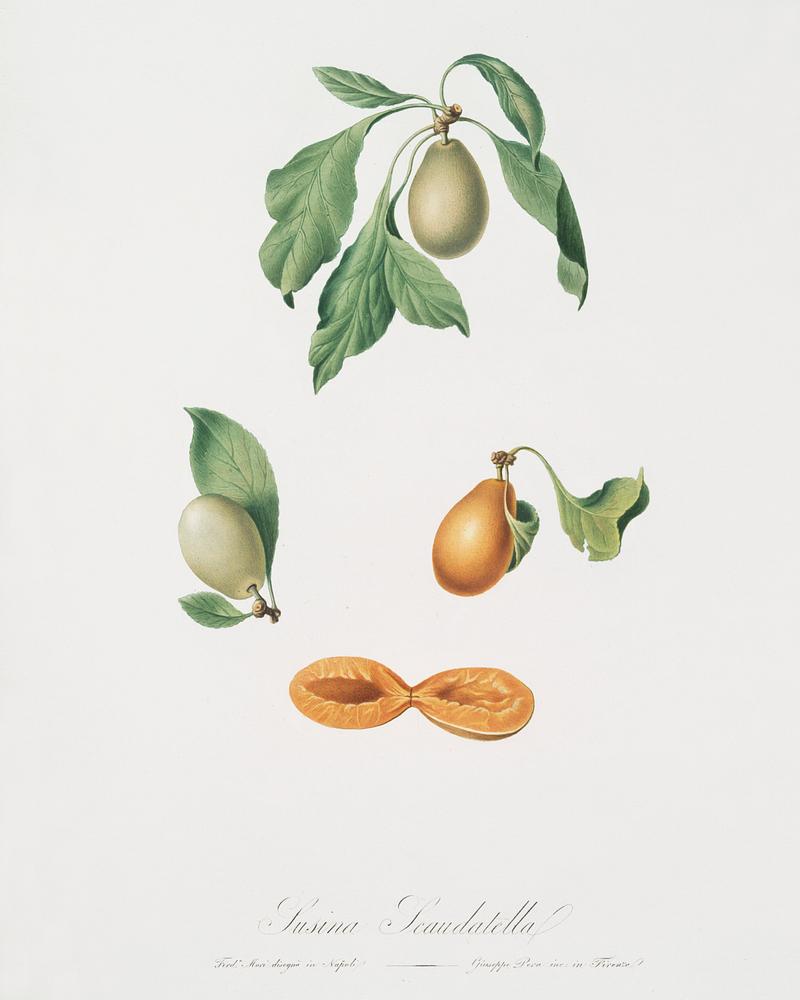 Prune (Prunus hyemalis) from Pomona Italiana (1817 - 1839) by Giorgio Gallesio (1772-1839). Original from The New York Public Library. Digitally enhanced by rawpixel. Prune (Prunus hyemalis) from Pomona Italiana (1817 - 1839) by Giorgio Gallesio (1772-1839). Original from The New York Public…