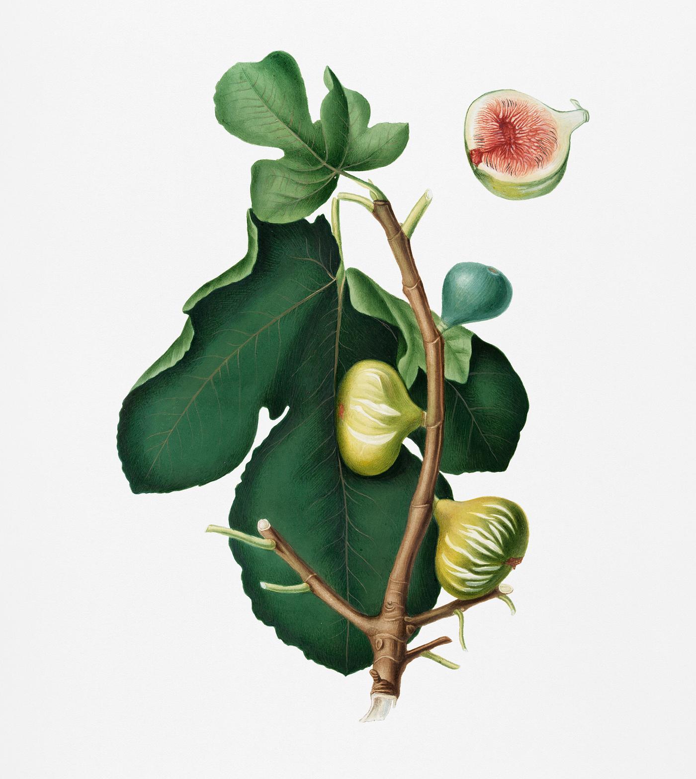 White-peel fig (Ficus carica sativa) from Pomona Italiana (1817 - 1839) by Giorgio Gallesio (1772-1839). Original from New... White-peel fig (Ficus carica sativa) from Pomona Italiana (1817 - 1839) by Giorgio Gallesio (1772-1839). Original from New...