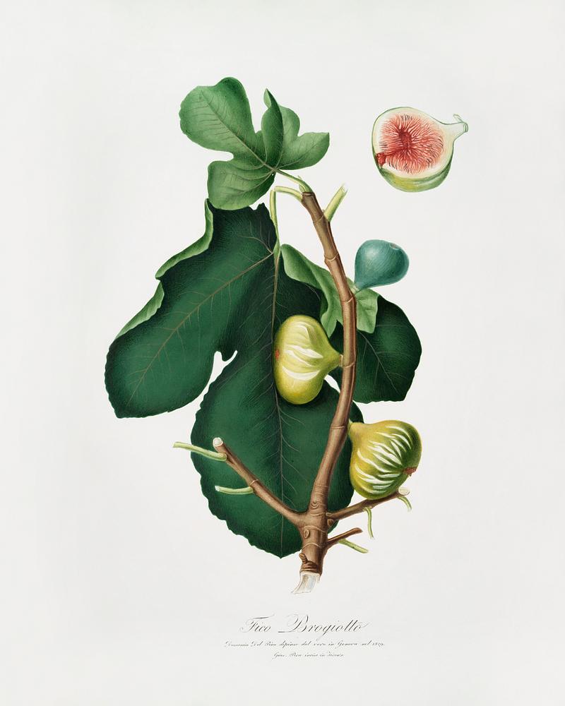 White-peel fig (Ficus carica sativa) from Pomona Italiana (1817 - 1839) by Giorgio Gallesio (1772-1839). Original from The New York Public Library. Digitally enhanced by rawpixel. White-peel fig (Ficus carica sativa) from Pomona Italiana (1817 - 1839) by Giorgio Gallesio (1772-1839). Original from The…