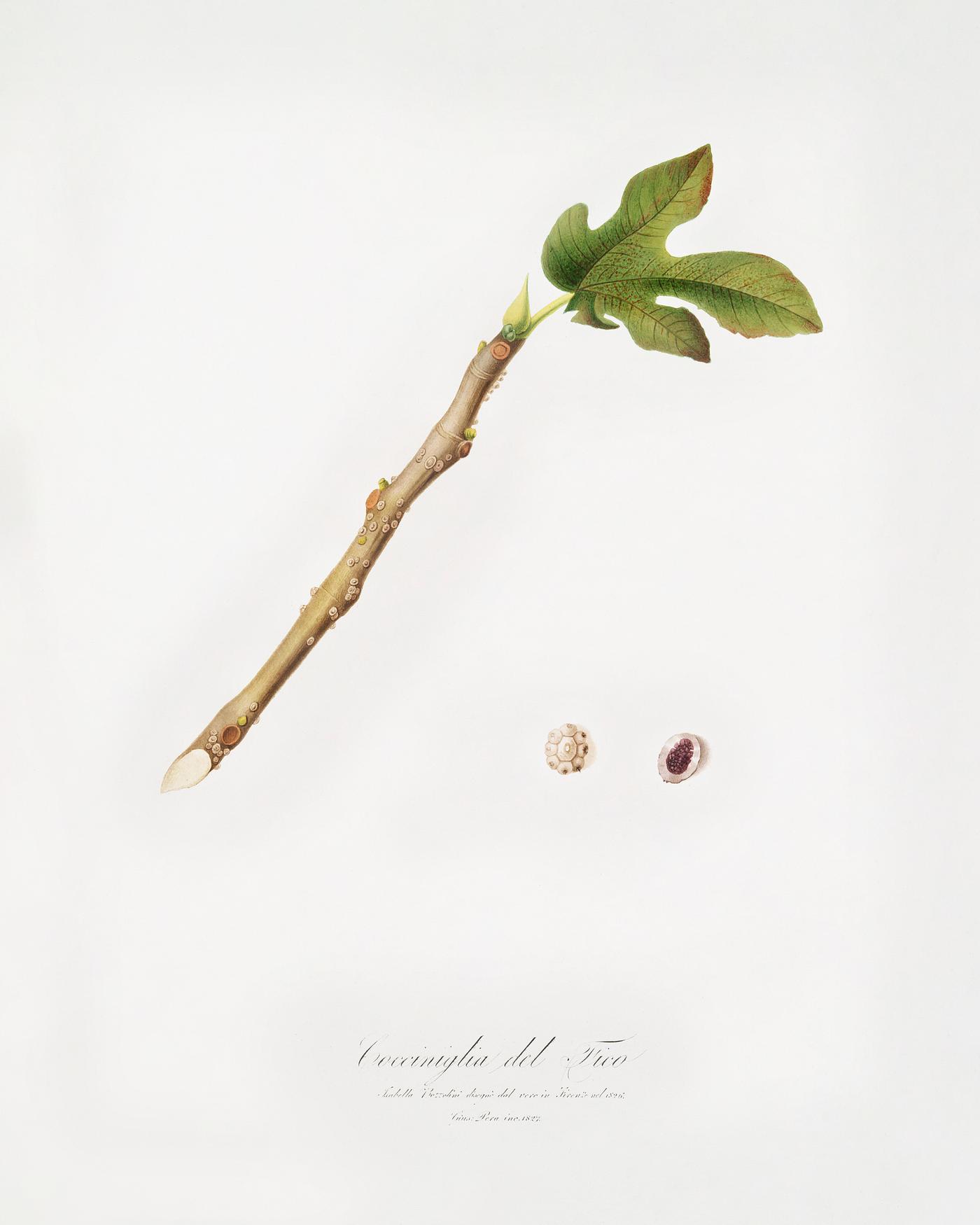 Fig (Coccus ficus caricae) from Pomona Italiana (1817 - 1839) by Giorgio Gallesio (1772-1839). Original from The New York... Fig (Coccus ficus caricae) from Pomona Italiana (1817 - 1839) by Giorgio Gallesio (1772-1839). Original from The New York...