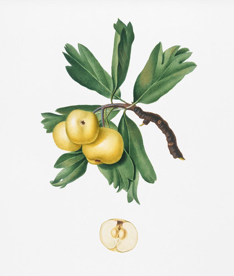 Hawthorn (Crataegus poliossea sterilis) from Pomona Italiana (1817 - 1839) by Giorgio Gallesio (1772-1839). Original from New York public library. Digitally enhanced by rawpixel. Hawthorn (Crataegus poliossea sterilis) from Pomona Italiana (1817 - 1839) by Giorgio Gallesio (1772-1839). Original from New…