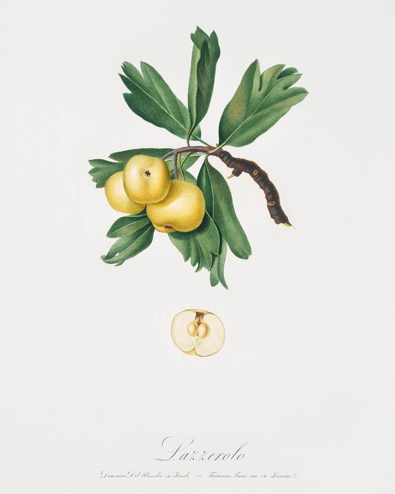 Hawthorn (Crataegus poliossea sterilis) from Pomona Italiana (1817 - 1839) by Giorgio Gallesio (1772-1839). Original from The New York Public Library. Digitally enhanced by rawpixel. Hawthorn (Crataegus poliossea sterilis) from Pomona Italiana (1817 - 1839) by Giorgio Gallesio (1772-1839). Original from The…