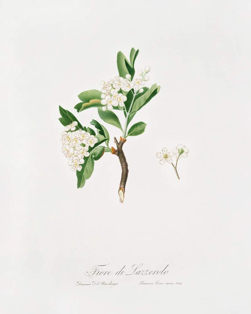 Hawthorn flower (Crataegus poliossea sterilis) from Pomona Italiana (1817 - 1839) by Giorgio Gallesio (1772-1839). Original from The New York Public Library. Digitally enhanced by rawpixel. Hawthorn flower (Crataegus poliossea sterilis) from Pomona Italiana (1817 - 1839) by Giorgio Gallesio (1772-1839). Original…
