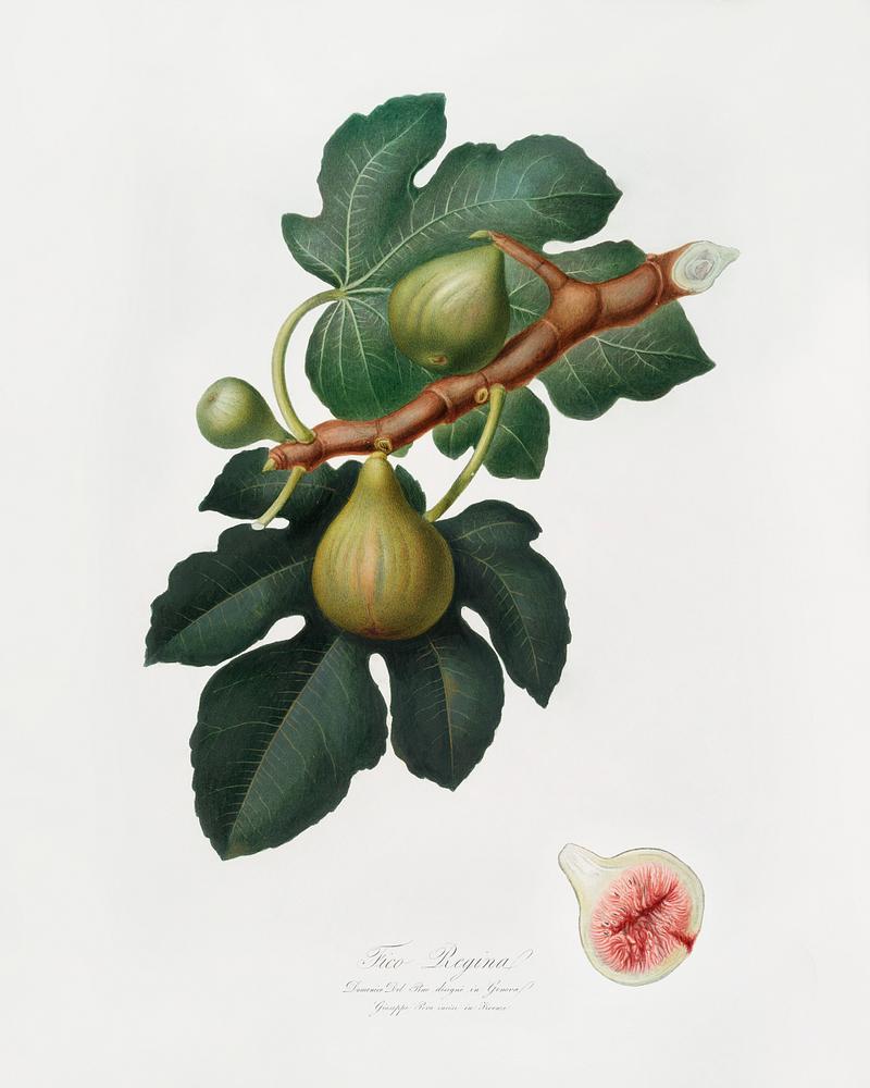 Fig (Ficus carica sativa) from Pomona Italiana (1817 - 1839) by Giorgio Gallesio (1772-1839). Original from The New York Public Library. Digitally enhanced by rawpixel. Fig (Ficus carica sativa) from Pomona Italiana (1817 - 1839) by Giorgio Gallesio (1772-1839). Original from The New York…