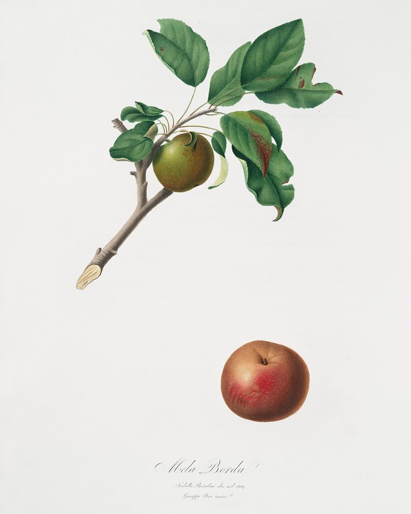 Apple (Malus ruginea) from Pomona Italiana (1817 - 1839) by Giorgio Gallesio (1772-1839). Original from The New York Public Library. Digitally enhanced by rawpixel. Apple (Malus ruginea) from Pomona Italiana (1817 - 1839) by Giorgio Gallesio (1772-1839). Original from The New York Public…